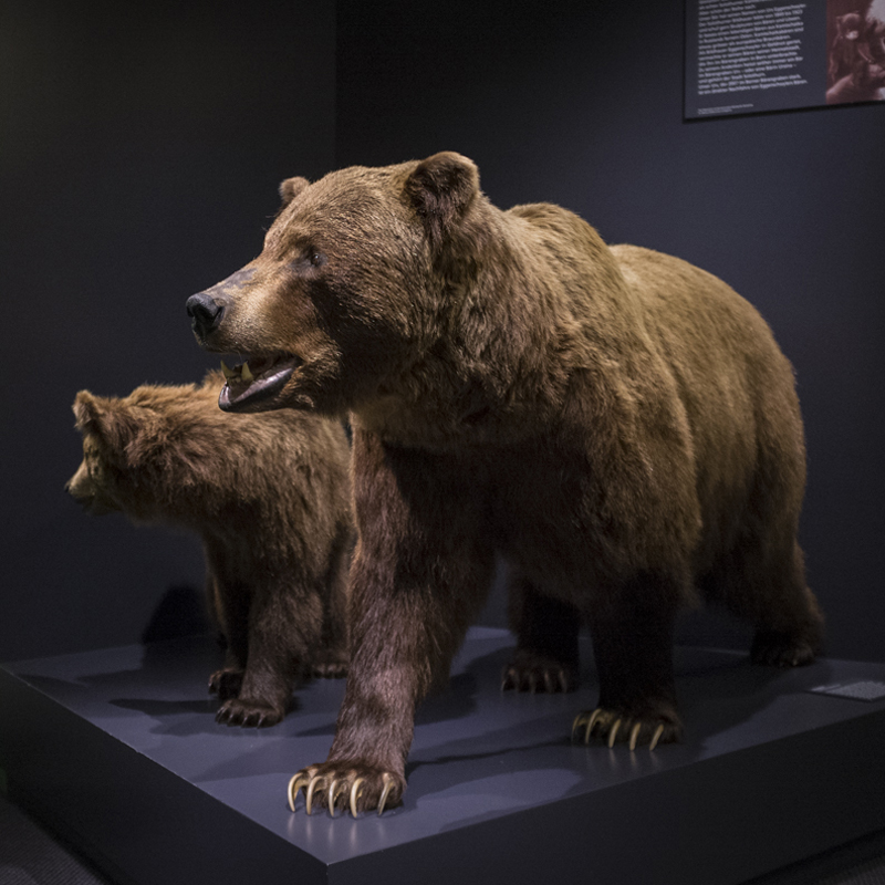 Musée d'histoire naturelle